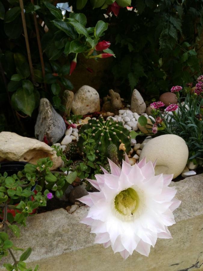 فيلا L'Hibiscus Di Lucia ألغيرو المظهر الخارجي الصورة