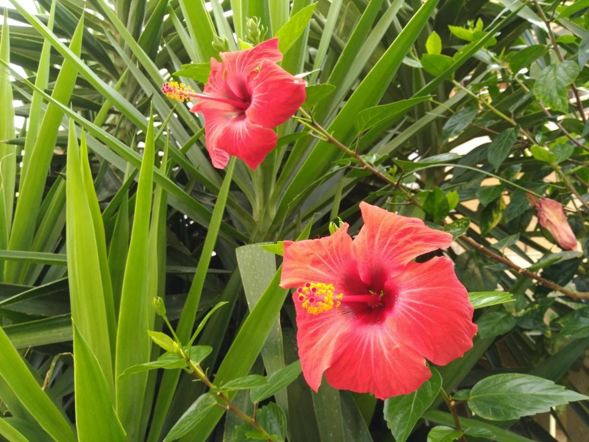 فيلا L'Hibiscus Di Lucia ألغيرو المظهر الخارجي الصورة